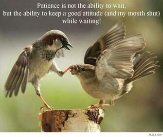 Funny Animal Wallpaper With Saying