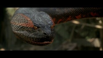 Anaconda HD Wallpaper Background