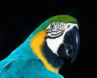 Wallpaper You Are Ing The Birds Named Parrot Head It Has