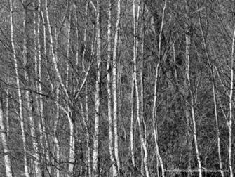 Birch Woods Black And White Background Wallpaper Pixels