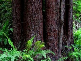 Redwoods Wallpaper Desktop Background By Design