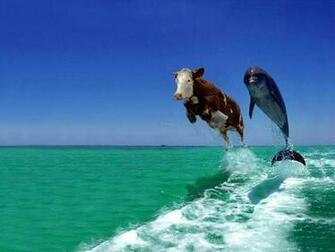 Tag Funny Wallpaper Background Photos Image Andpictures For