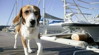 Dog Wallpaper Amazing Dogs Cute Image Fidelity Eyes