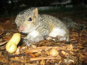 Baby Squirrel And Peanut Squirrels Wallpaper