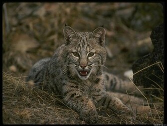 Wild Cats Animals Wallpaper Topdesktop Org
