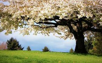 Spring Wallpaper Best