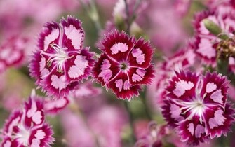 Wallpaper Pink Flowers