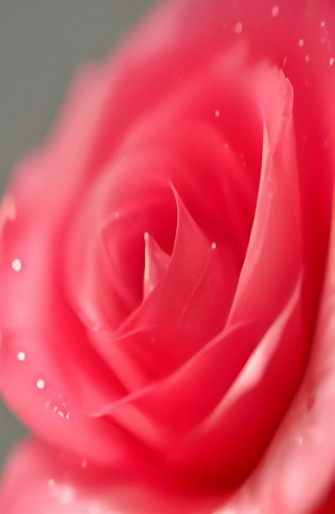 Beautiful Pictures Of Roses Wallpaper