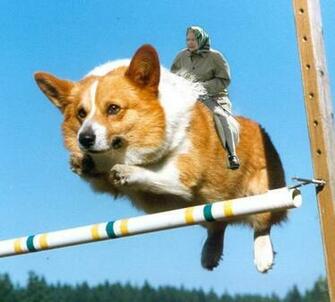Funny Corgi Pictures Dog