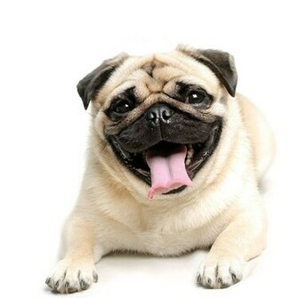 Pug Wallpaper Screensaver Background Screensavers B