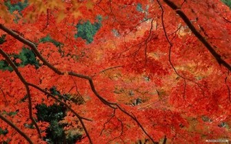 Nature Wallpaper Autumn Red Leaves