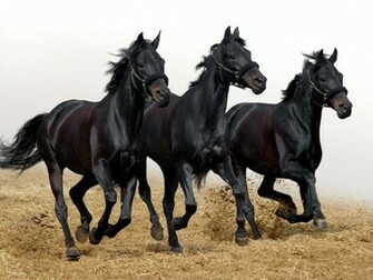 Horses Running On Dirt Photo Black White Background Jpg