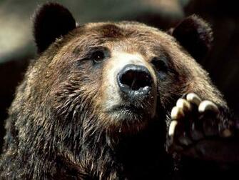 Brown Bear Computer Desktop Wallpaper Pictures Image