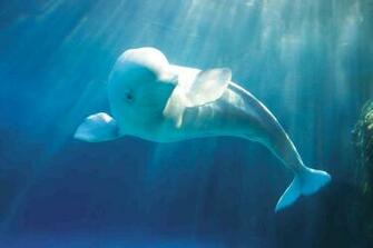 Beluga Whale Beautiful Wallpaper Amazing Wallpaperz