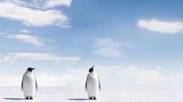 Penguins Background Global Animal Welfare