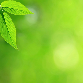 Newest iPad Wallpaper Nature Mint Leaf