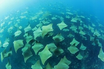 Stingray Underwater Ocean Blue Wallpaper