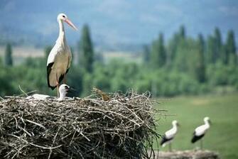 White Stork 4k Ultra HD Wallpaper And Background