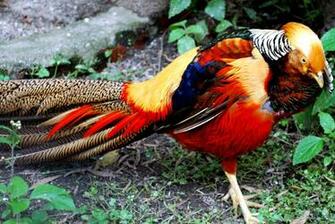 Golden Pheasant Bird Colorful Gold Wallpaper