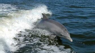 HD Animal Wallpaper With A Fast Swimming Dolphin Dolphins
