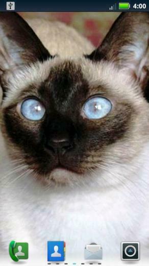 Siamese Cats Live Wallpaper Screenshot Thumbnail