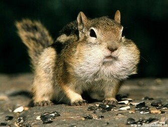 Squirrel Wallpaper Charming Squirrels HD