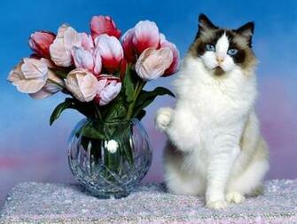 Cat With Flowers Computer Screen Saver Pc Desktop Wallpaper