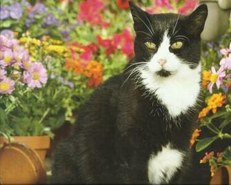 Tuxedo Cat Wallpaper Background With Quality HD
