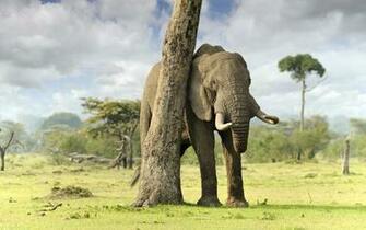 Elephant Computer Wallpaper Desktop Background Id