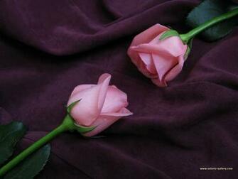 Wallpaper Originals Provides Original Roses Desktop