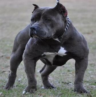 Pitbull Dog Live Wallpaper HD Apk On Pc Blue