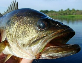 Largemouth Bass Wallpaper Picswallpaper