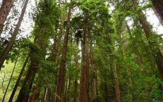 HD Wallpaper Giant Redwood Forest X Kb Jpeg