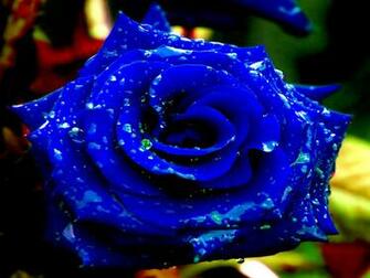 Blue Roses Wallpaper Sizzlingwallpaper Part