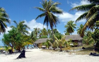 Wallpaper Palm Tree Cool Relaxing Beaches Full HD