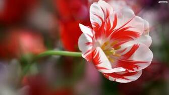 White And Red Flower Wallpaper