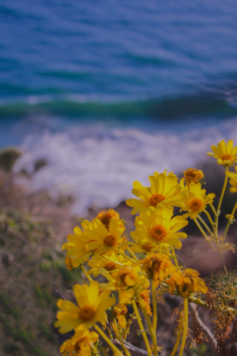 iPhone X Malibu Background Wallpaper