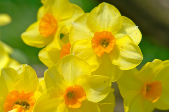 Spring Flower Wallpaper Flowers And Other Nature