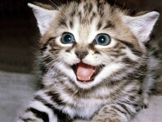 Cat Background