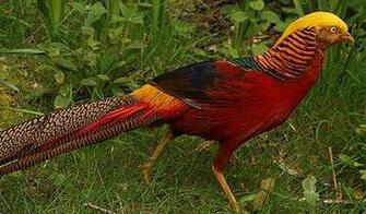 Golden Pheasant Wallpaper Animal Hq