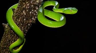 Ultra HD Wallpaper 1080p For Pc