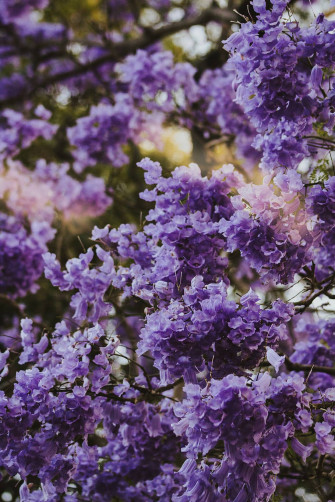 Top Purple Tree Wallpaper Full HD 4k To Use
