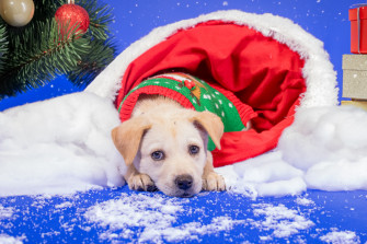 Neiman Marcus Adopts The Houston Spca For Its 35th Holiday Season