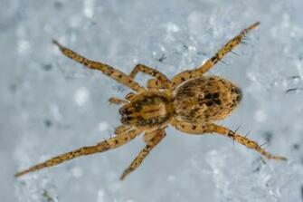 Arachnid Stock Photos Image Pictures HD Wallpaper