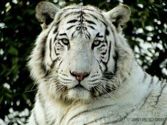 White Tiger Wallpaper Desktop