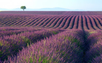 Purple Lavender Fields HD Wallpaper