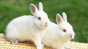 Two Beautiful And Lovely Cute Rabbits HD Animal Wallpaper