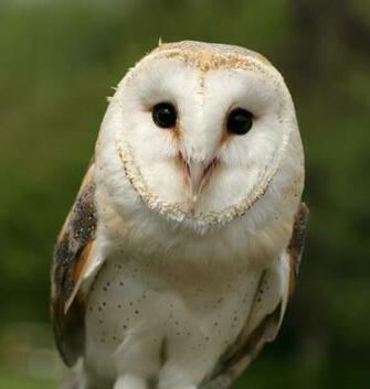 The First Owl To Become Our Of Month Is None Other Than