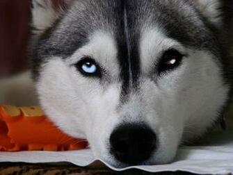Husky Wallpaper