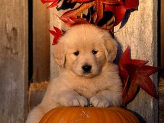 Halloween Chiot Golden Retriever Wallpaper